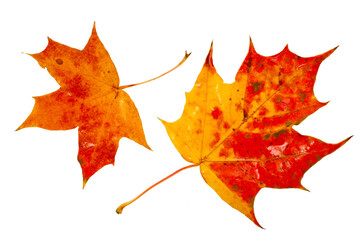 Colorful autumn maple leaves isolated on a white background. Top view.