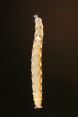 white caterpillar on a rope