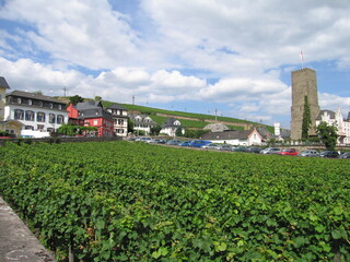 Fototapeta na wymiar Weinanbau in Rüdesheim am Rhein in Hessen im Rheingau