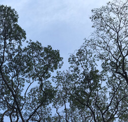 tree and sky in winter