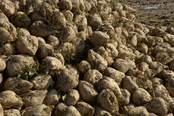 group of dirty sugar beets after harvest in a agricultural landscape