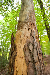 Vom Borkenkäfer befallener Nadelbaum