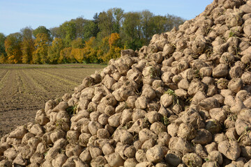 pile of sugar beet crop in a field after harvest in front of forest landscape