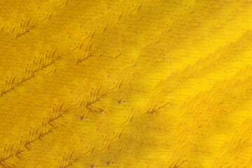 Yellow and green autumn leaf texture