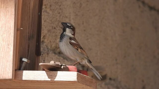 Haussperling (Passer domesticus)