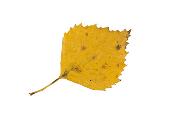 Close-up of autumn leaf isolated on white background