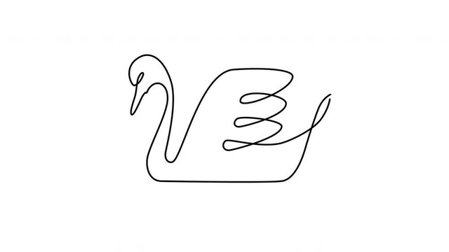 Self drawing animation of swimming swan. Copy space. White background. Line art.