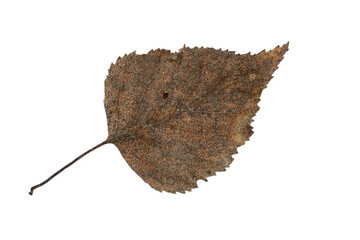 Close-up of autumn leaf isolated on white background