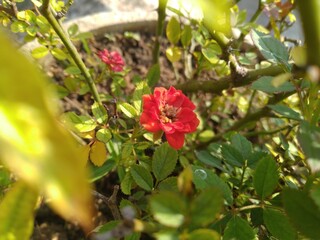 Red Rose in the Garden