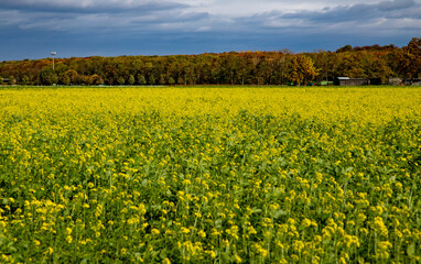 Obraz premium dark mustard plants in a field, yellow flowers and green leaves