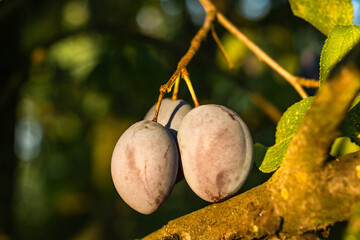 Plums ripening in the rays of the sun