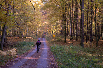 bike in forest