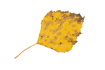 Close-up of autumn leaf isolated on white background