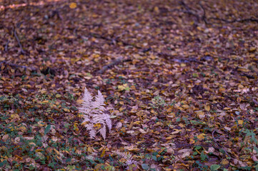 Autumn