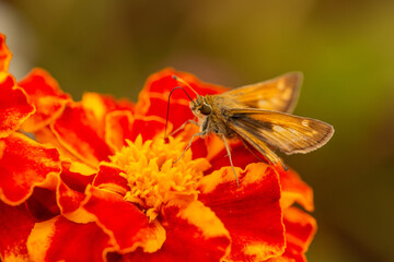 butterfly on flower