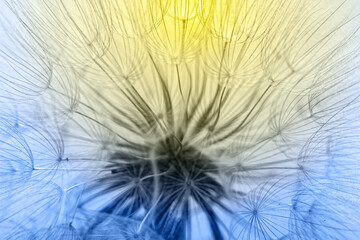 Abstract macro photo of dandelion seeds