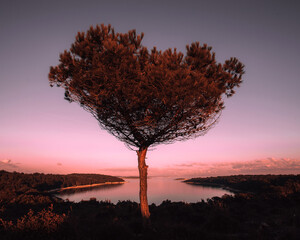 Solitary pine tree on high seashore. Solitude and tranquility concept.