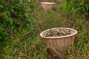 Vintage. Grape harvest. Wicker baskets in vineyard.