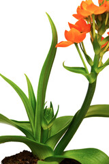 Orange star flower - (Bethlehem flower)