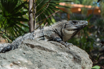 Larry la Iguana