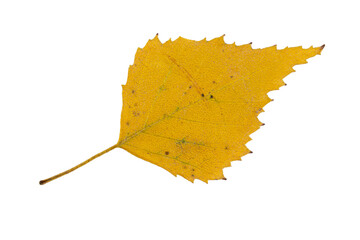 Close-up of autumn leaf isolated on white background