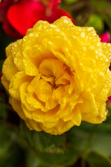 yellow rose with drops