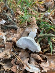 mushrooms in the forest