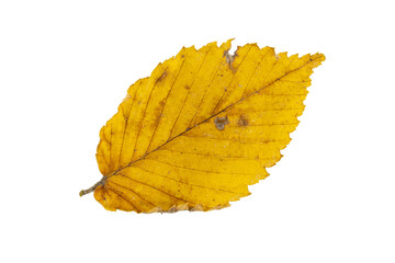 Close-up of autumn leaf isolated on white background