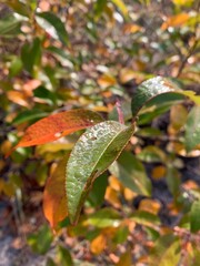 autumn leaves on the ground