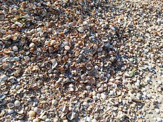 Clam shell at the beach at sunset