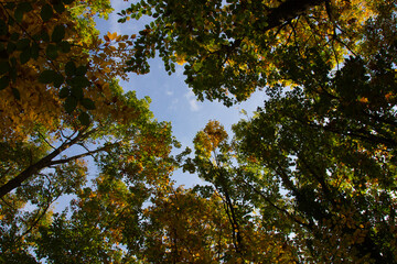 wonderful colorful autumn scenery at a forest