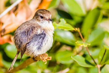 Tec-tec, oiseau endémique de la Réunion 