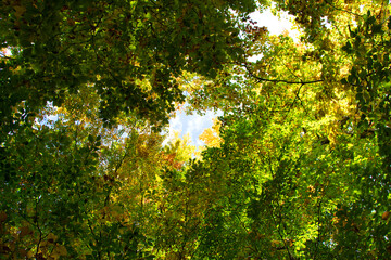 wonderful colorful autumn scenery at a forest