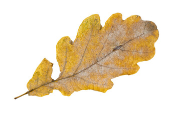 Close-up of autumn leaf isolated on white background
