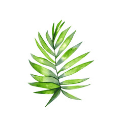 Green plant branches on a white background. Tropical split leaf philodendron  leaves collection. Watercolor isolated elements on the white background. Tropical leaves set