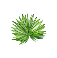  Tropical split leaf,monstera leaves philodendron  leaves collection. Watercolor isolated elements on the white background. Tropical leaves set. Tropical fan palm leaves collection set.