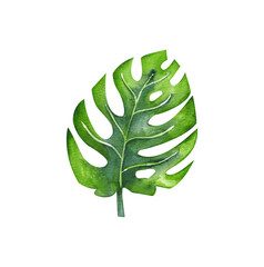  Tropical split leaf,monstera leaves philodendron  leaves collection. Watercolor isolated elements on the white background. Tropical leaves set. Tropical fan palm leaves collection set.