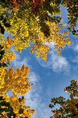 Obraz premium wonderful colorful autumn scenery at a forest