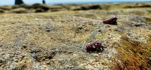 ladybird on the ground