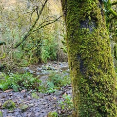 path in the forest