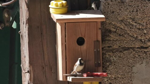Haussperling (Passer domesticus)