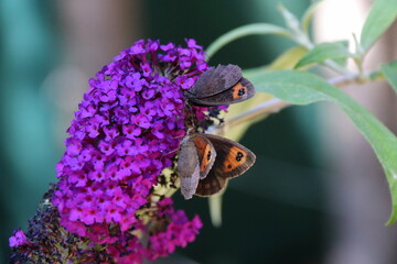 2 papillons sur une fleur violette © Pilounissa