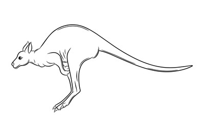 Obraz na płótnie Canvas Kangaroo pouch mammal Australia outline art Vector illustration line art