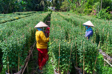The farmers are working in a flower garden in Sa Dec city, Dong Thap province, Vietnam