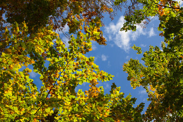 wonderful colorful autumn scenery at a forest