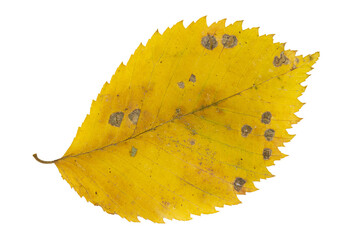 Close-up of autumn leaf isolated on white background