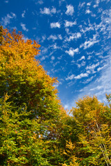wonderful colorful autumn scenery at a forest