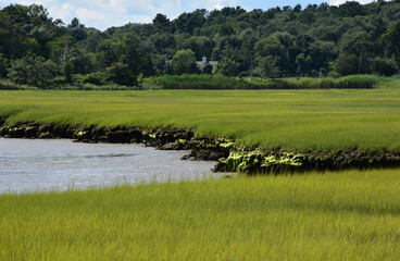 Lush Green Marsh Grass in the Spring Along the River