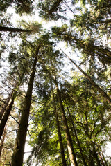 Fototapeta premium trees in the woods