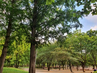 trees in the park